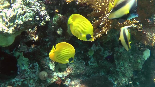 A pair of Bluecheek butterflyfish (Chaetodon semilarvatus) slowly float against the background of the reef wall, then hide under the coral, medium shot.

