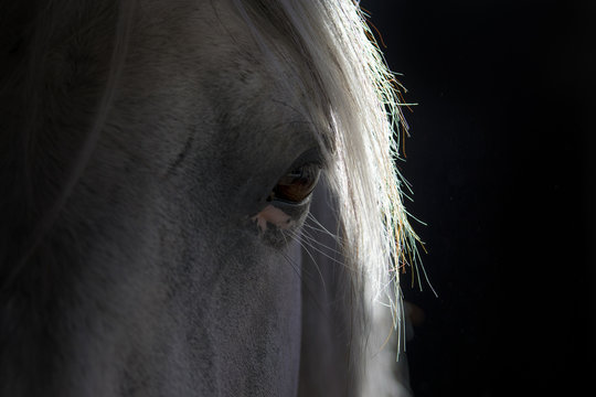 Ojo de un caballo pura raza espa&ntilde;ol