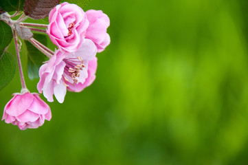 Spring blossoms on tree with copy space