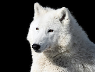 White wolf laying  close-up isolated at black