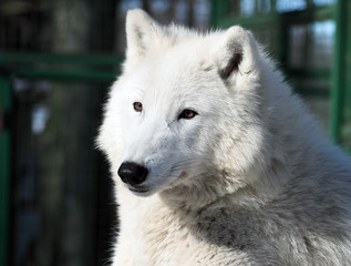 White wolf laying at the snow close-up