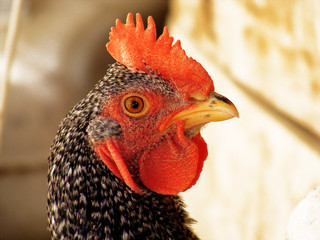 Cock head, cock hens, cock eye, cock pictures, cute cock head, wonderful cock pictures,Cute cocks, cock heads, macro cock pictures

