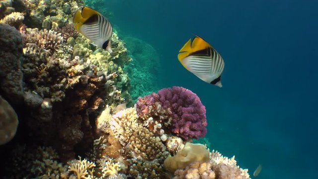 A pair of Threadfin Butterflyfish (Chaetodon auriga) floating past the camera on a coral background, medium shot.
