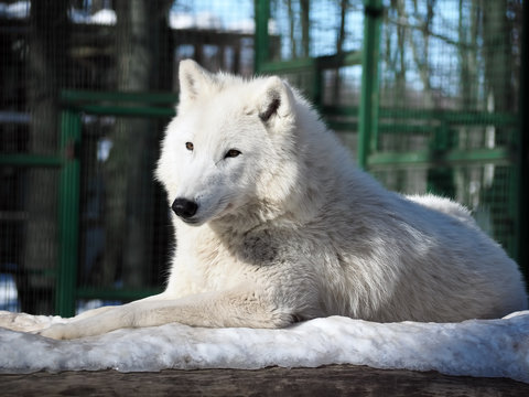 White wolf laying at the snow full size