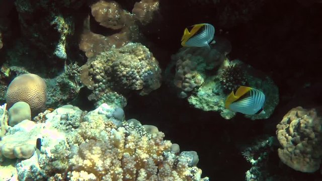 A pair of Threadfin Butterflyfish (Chaetodon auriga) floating past the camera on a coral background, medium shot.
