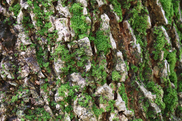 Closed up Rough Texture of Big Tree Trunk with Green Moss, Pattern, Background