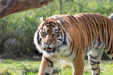 Fototapeta na wymiar Sumatran Tiger Hunting In Grassland.