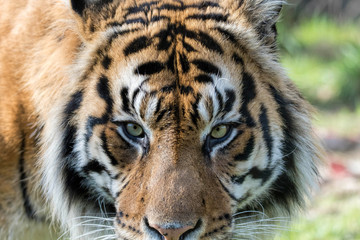 Fototapeta na wymiar Sumatran Tiger Close Up. Eye of the tiger.
