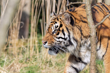 Sumatran Tiger Hunting In Grassland.