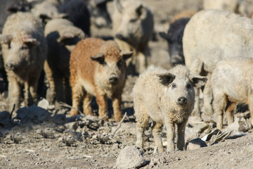 Fototapeta premium Herd Mangalica a Hungarian breed of domestic pig
