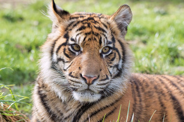 Sumatran Tiger Cub Laying In Grassland