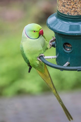 Obraz premium Rose-Ringed Parakeet on bird feeder (Psittacula Krameri)