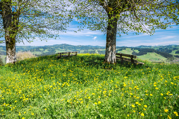 Fototapety  Kwiecista łąka na wiosnę, ławeczka z widokiem, Berneński Emmental, Szwajcaria