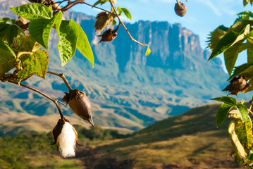 Cotton Tree in La Gran Sabana, Venezuela