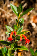 Flower of La Gran Sabana, Venezuela