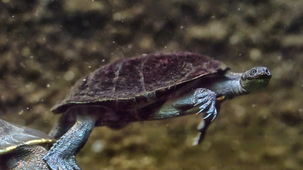 Swimming turtle