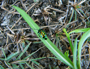One little multi-color with black dots beetle resting on vibrant green grass