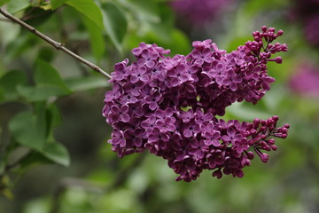 Fototapeta premium Lilac in the garden