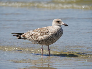 Möwe am Strand von Norderney