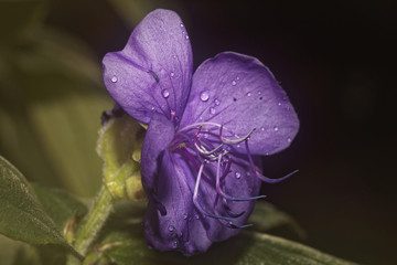 Naklejka premium Purple Flowers with water droplets 