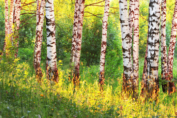 summer in sunny birch forest