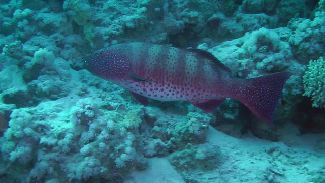 Leopard Grouper (Plectropomus pessuliferus) slowly swims on the coral background, then leaves the frame, medium shot.
