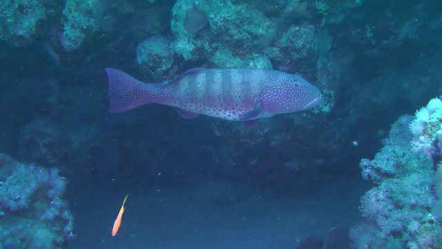 Leopard Grouper (Plectropomus pessuliferus) slowly turns and swims against a background of coral cleft, medium shot.
