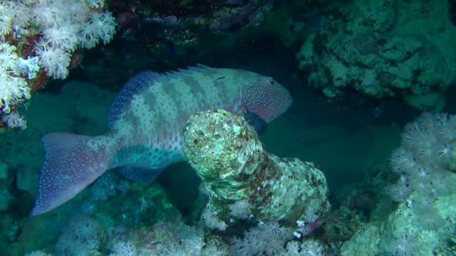 Leopard Grouper (Plectropomus pessuliferus) stands inside the coral cleft, medium shot.
