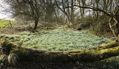 Snowdrop Triangle / An image of a triangle of Snowdrops showing the first signs of spring, shot in Derbyshire, England, UK