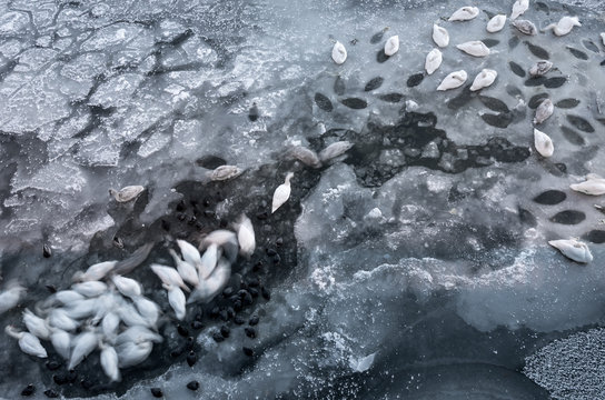 Winter - swans and ducks sleeping on frozen river - Powered by Adobe