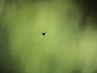 The Fly - Hoverfly hovering in mid air and facing off the photographer, a minimalistic photograph