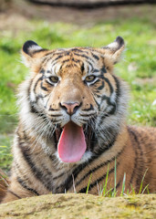 Sumatran Tiger Cub Sticking Tongue Out