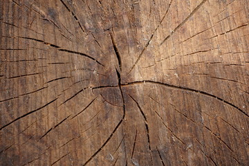 cross section of big cracked tree trunk showing growth rings
