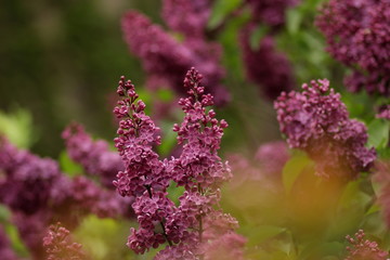 Obraz premium Lilac in the garden