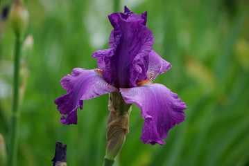 Iris bleu violet au jardin au printemps