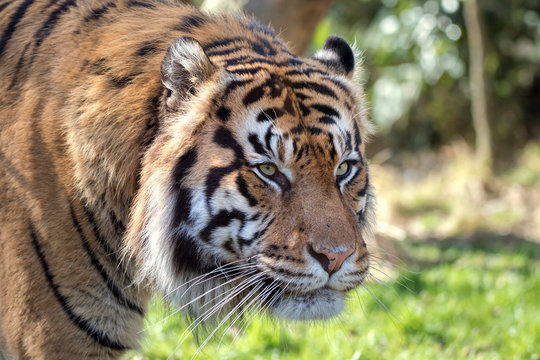 Female Sumatran Tiger. Endangered Animal