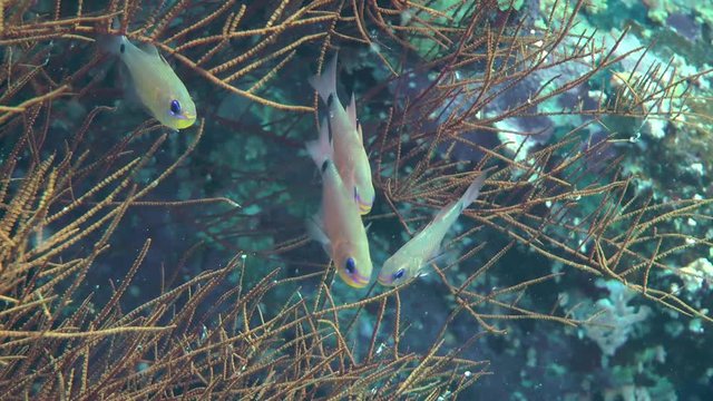 A flock of Orangelined cardinalfish (Archamia fucata) among the branches of the gorgonian coral, medium shot.
