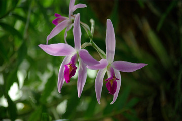 Orchidées violettes en sous-bois