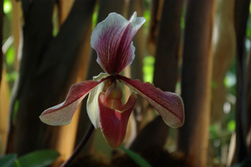 Orchidée sabot de vénus rouge