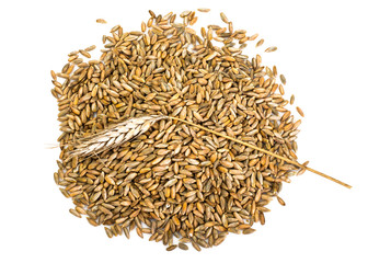 seeds of cereal crops on white background