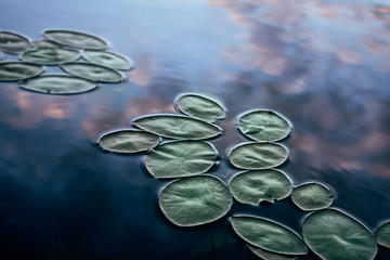 lily pads floating on the surface of a still lake