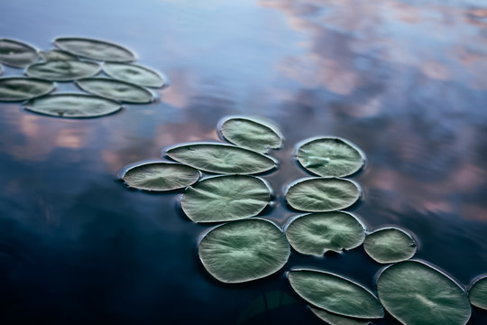 lily pads floating on the surface of a still lake