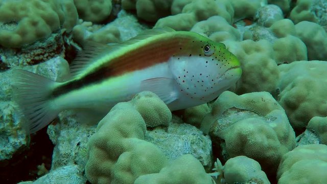 Blackside Hawkfish (Paracirrhites forsteri) on the surface of the coral and rotates the eyes, medium shot.
