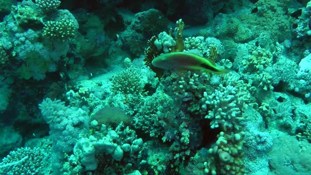 Blackside Hawkfish (Paracirrhites forsteri) on the surface of the coral, as it approaches the camera, it swims away, wide shot.
