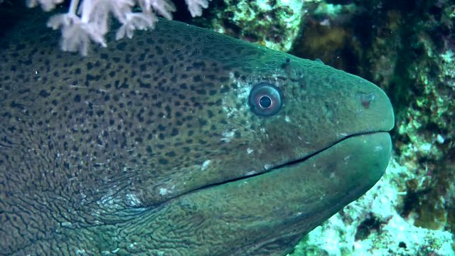The head of the Giant moray (Gymnothorax javanicus) protrudes from the burrow, close up.
