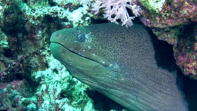 The head of the Giant moray (Gymnothorax javanicus) protrudes from the hole, medium shot.
