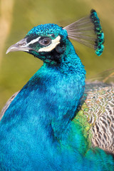 Peafowl bird close up. Peacock (Pavo Cristatus)