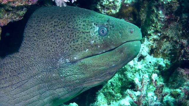The head of the Giant moray (Gymnothorax javanicus) protrudes from the hole, medium shot.
