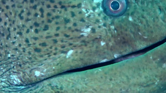 The head of the Giant moray (Gymnothorax javanicus) protrudes from the burrow, close up.
