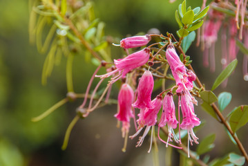 Flower growing in La Gran Sabana, Venezuela